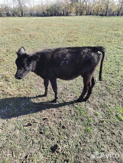 Продажа телят