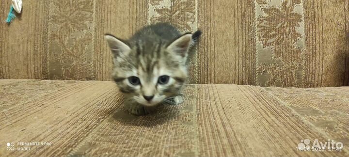 Кошка в дар бесплатно