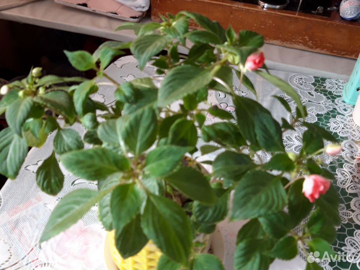 Толстянка, мокрый ванька, алоэ