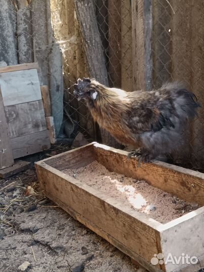 Китайская хохлатая петухи