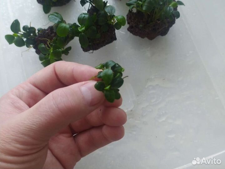 Анубиасы разных видов