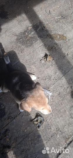 Собаки щенки