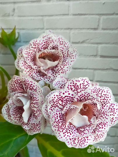 Глоксиния махровая лист, цветущая