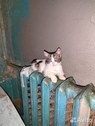 Котёнок в добрые руки