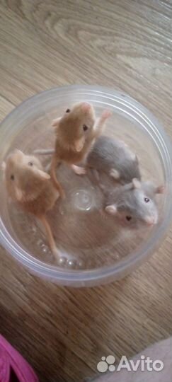 Песчанка - не хомяк