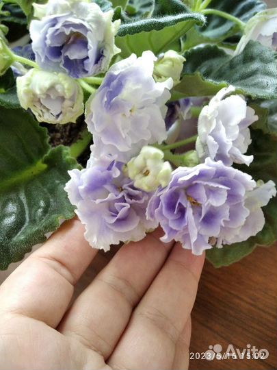 Сортовые фиалки