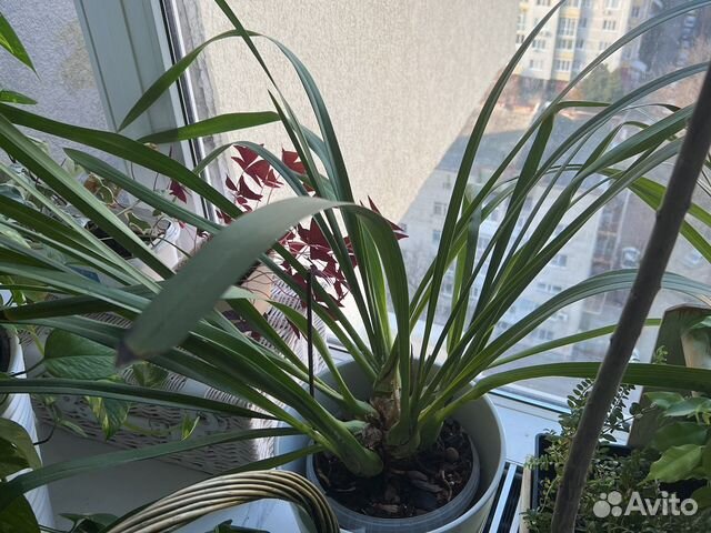 Орхидея цимбидиум