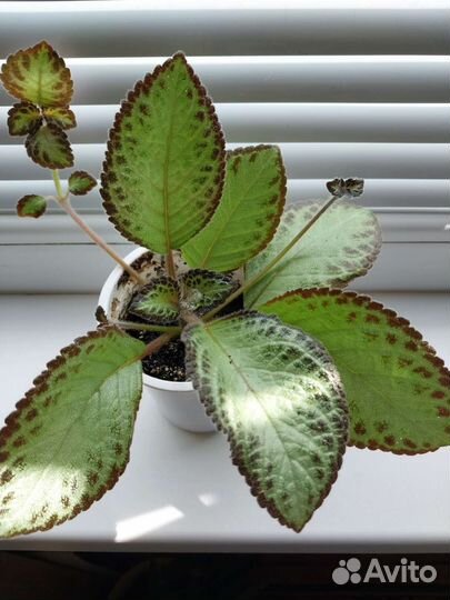 Комнатные цветы