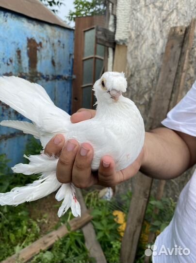 Голуби узбекские