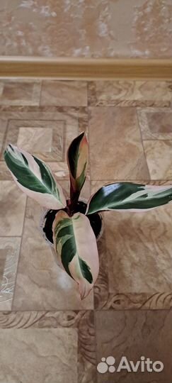 Строманта триколор