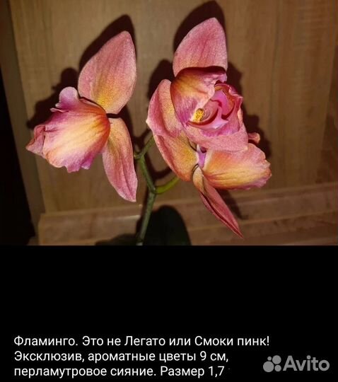 Орхидея пелорик