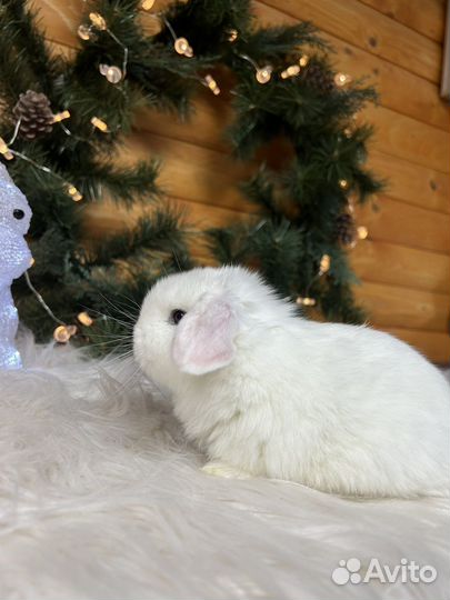 Кролики породы карликовый барашек