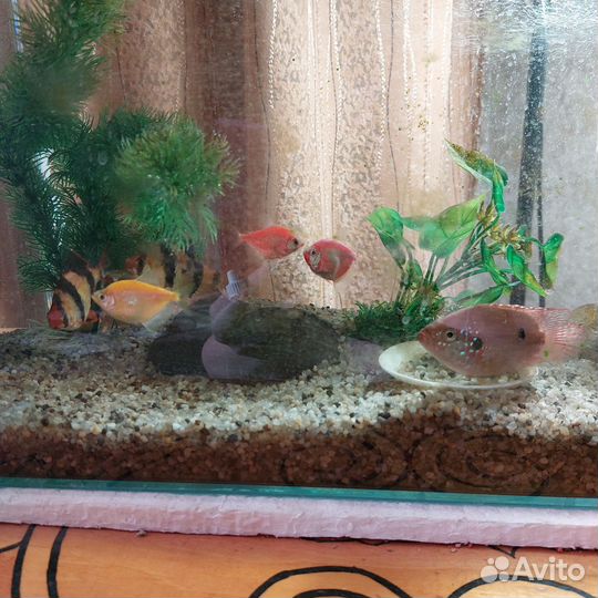 Аквариумные рыбки