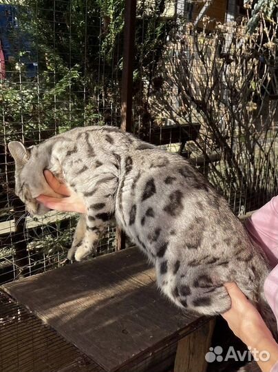 Бенгальский кот