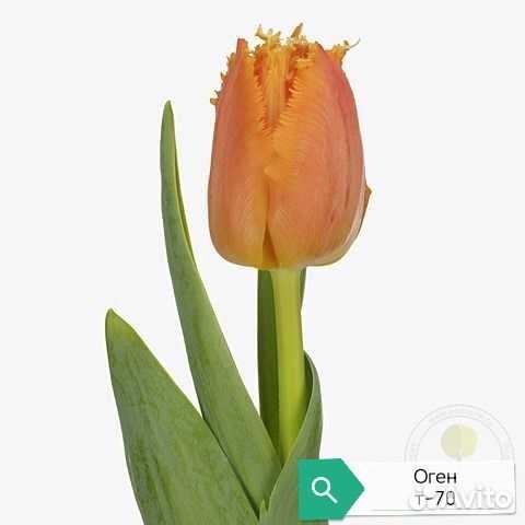 Луковица тюльпанов альбом 3(детка)