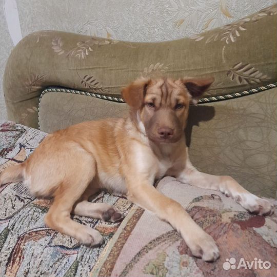 Шарпей в добрые руки