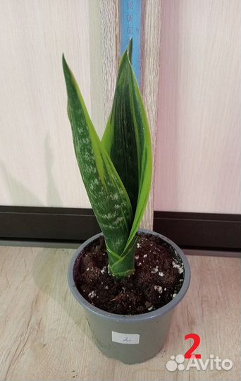 Комнатные растения, цветы. Сансевиерия разная