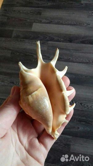 Ракушка