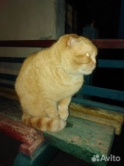 Котик ищет новый дом