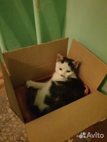 Котёнок ищет приют