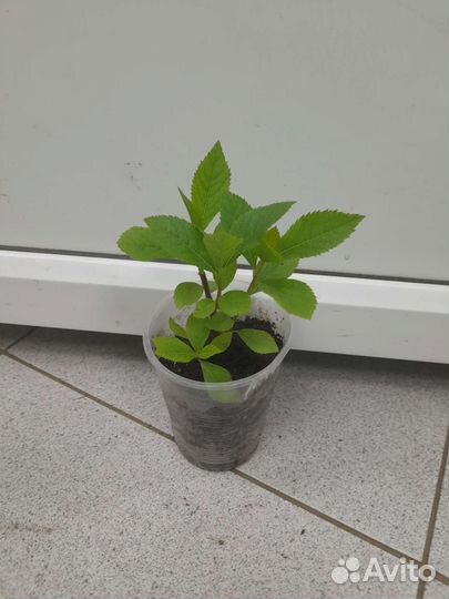 Клетры ольхолистной Руби Спайс