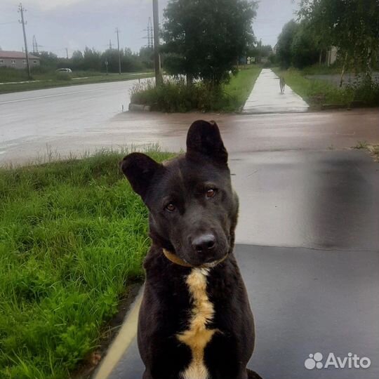 Бэн ищет дом