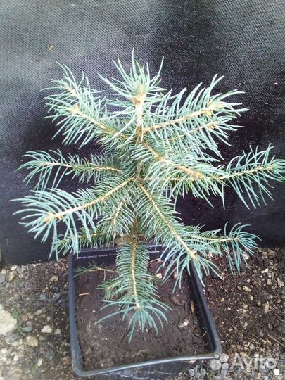 Ель колючая голубая, Ель голубая Санта фе