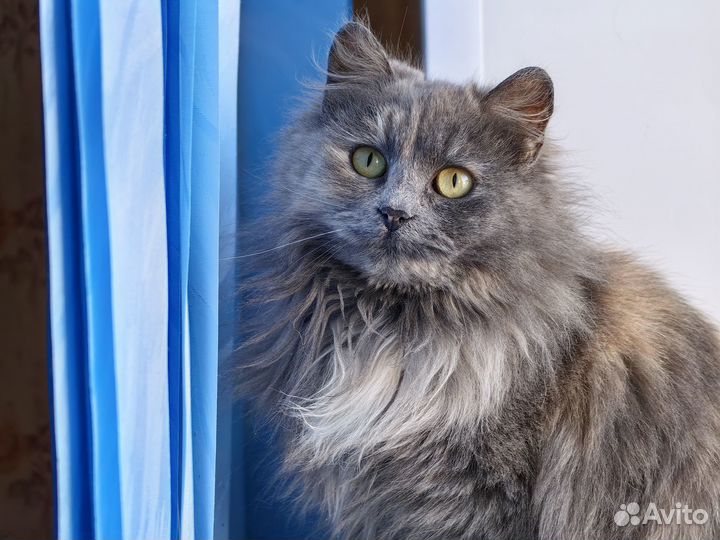 Кошка Марта, 8 месяцев
