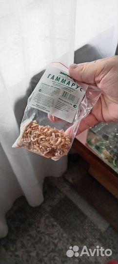 Черепаха бесплатно