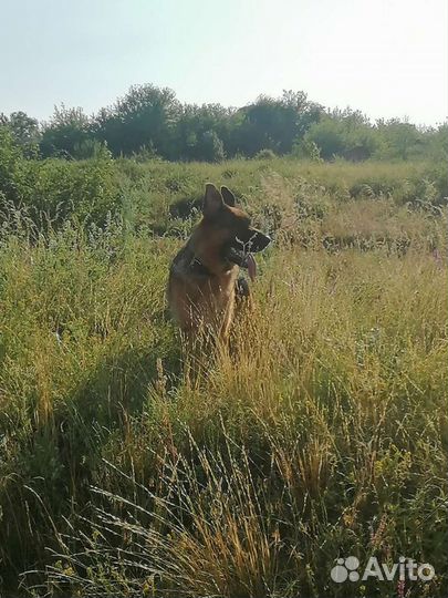 Случка Немецкая овчарка