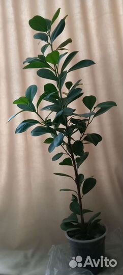 Фикус Мокламе