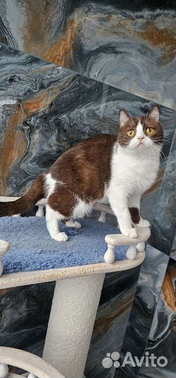 Британская девочка