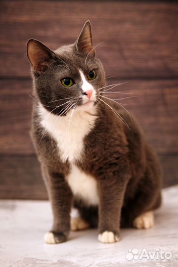 Кот 3 года