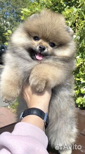 Померанский шпиц девочка