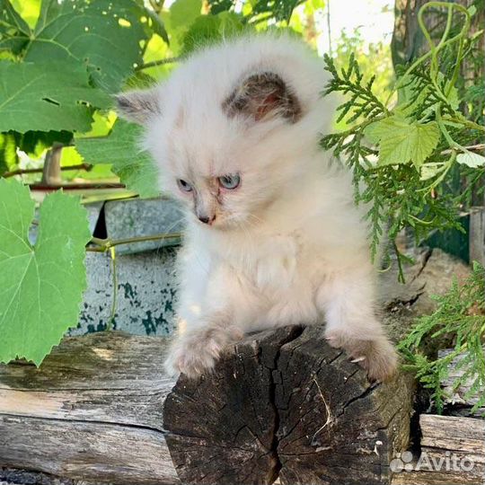 Кошечка в добрые руки