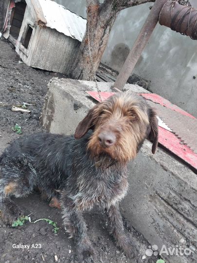 Собака дратхар