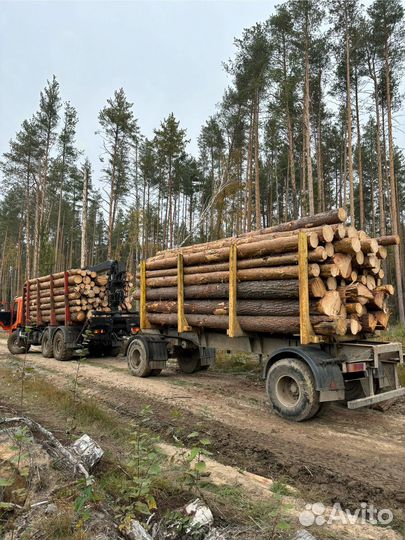 Лес кругляк хвоя