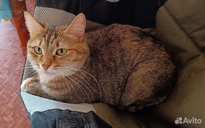 Отдам в добрые руки кошку