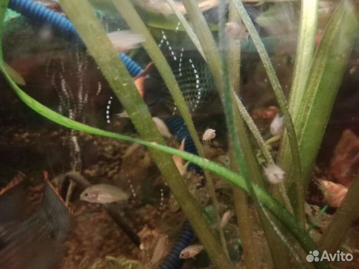 Акара бирюзовая