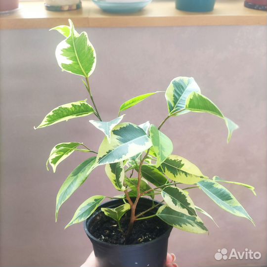 Фикус бенджамина Голден Кинг