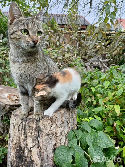 Трехцветная кошка