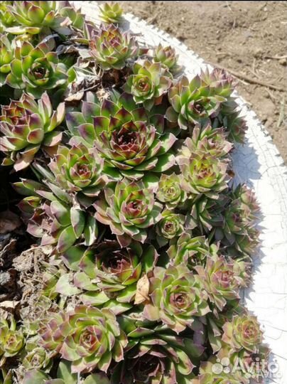 Молодило, каменная роза