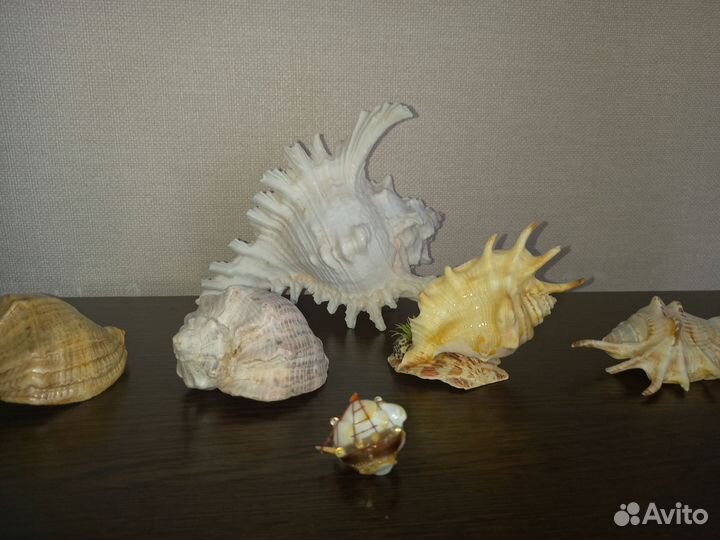Морские ракушки раковины