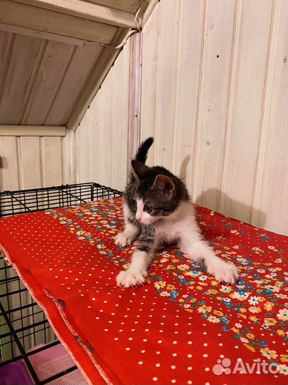 Чудесный ласковый малыш котёнок мальчик 2,5 м