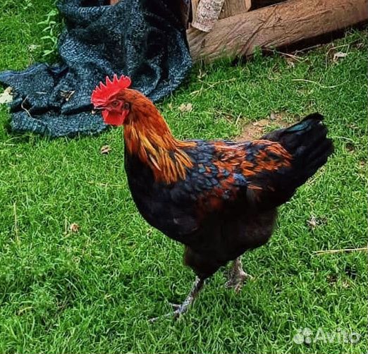 Молодые петухи породы Маран (из темных яиц)