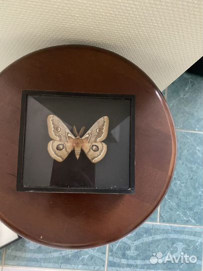 Бабочки-высушен