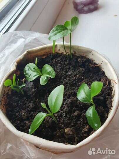 Домашние растения, Мурайя