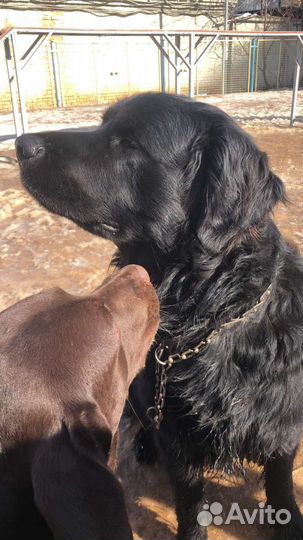 Выгул собак