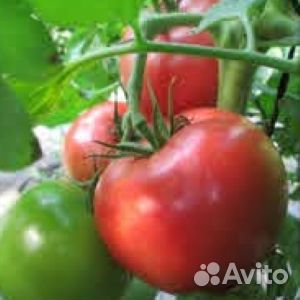 Семена томата Пинк Калибр