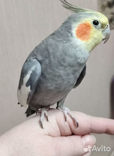 Попугай корелла ручной самка,самец,есть говорящий